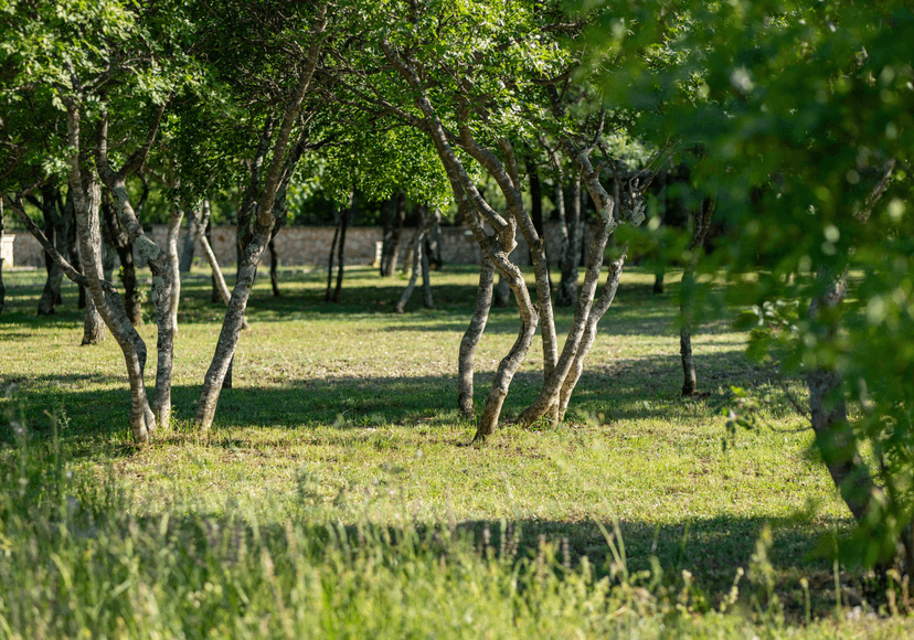 camp site view