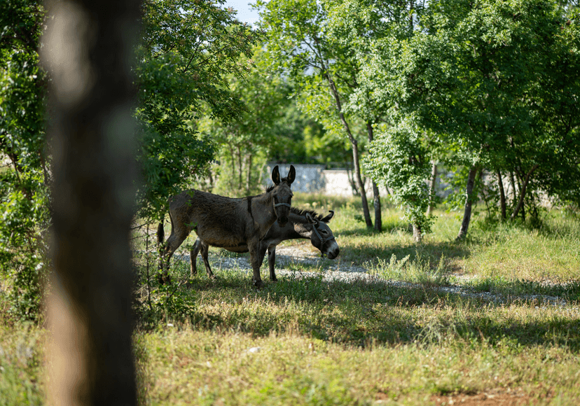 camp site view