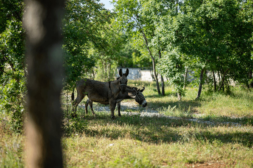 camp site view